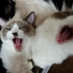 【肉のハナマサ】冷凍中華が美味しい件1