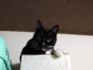 よならのハグは、夢の中で ~20年連れ添った相棒との最後の約束~