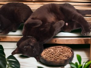 2025年4月17日の本町BBCバスケットボール練習